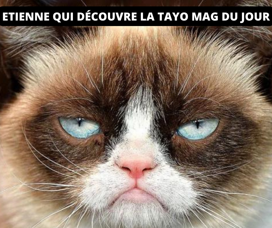Chat-Tayo-Software_8