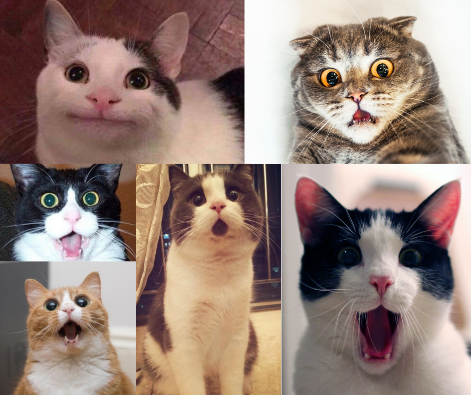 Chat-Tayo-Software_6