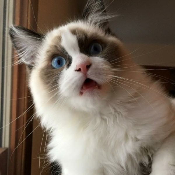 Chat-Tayo-Software_5