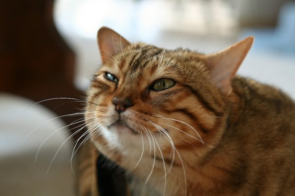 Chat-Tayo-Software_3