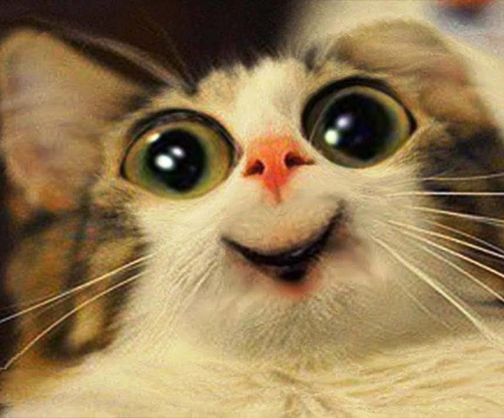 Chat-Tayo-Software_2